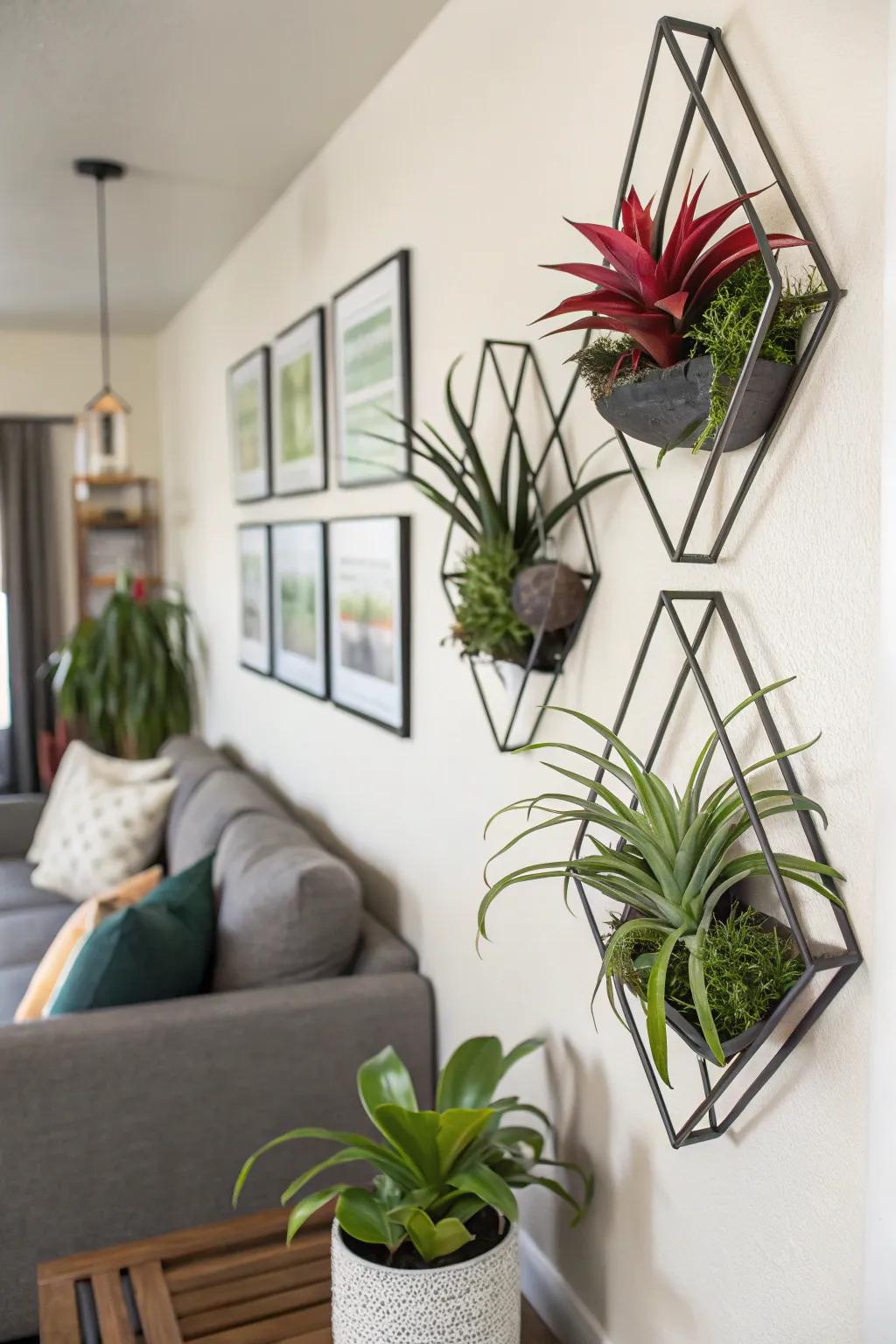Angular forms inject a modern flair into air plant arrangements.