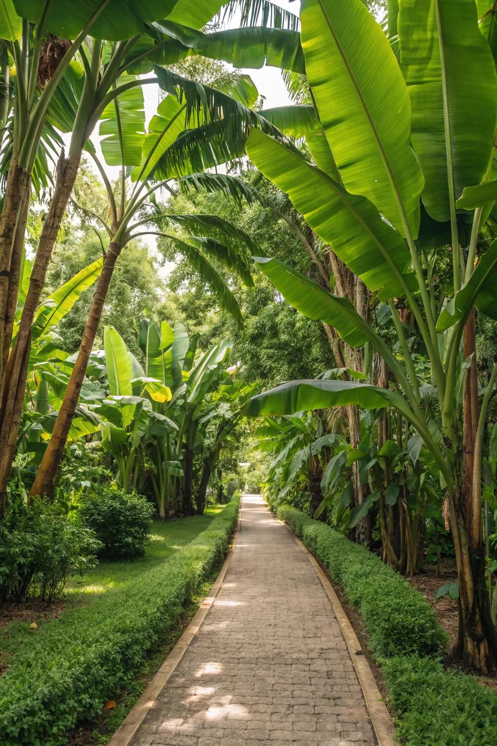 Design a captivating entrance with banana trees elegantly lining your garden path.