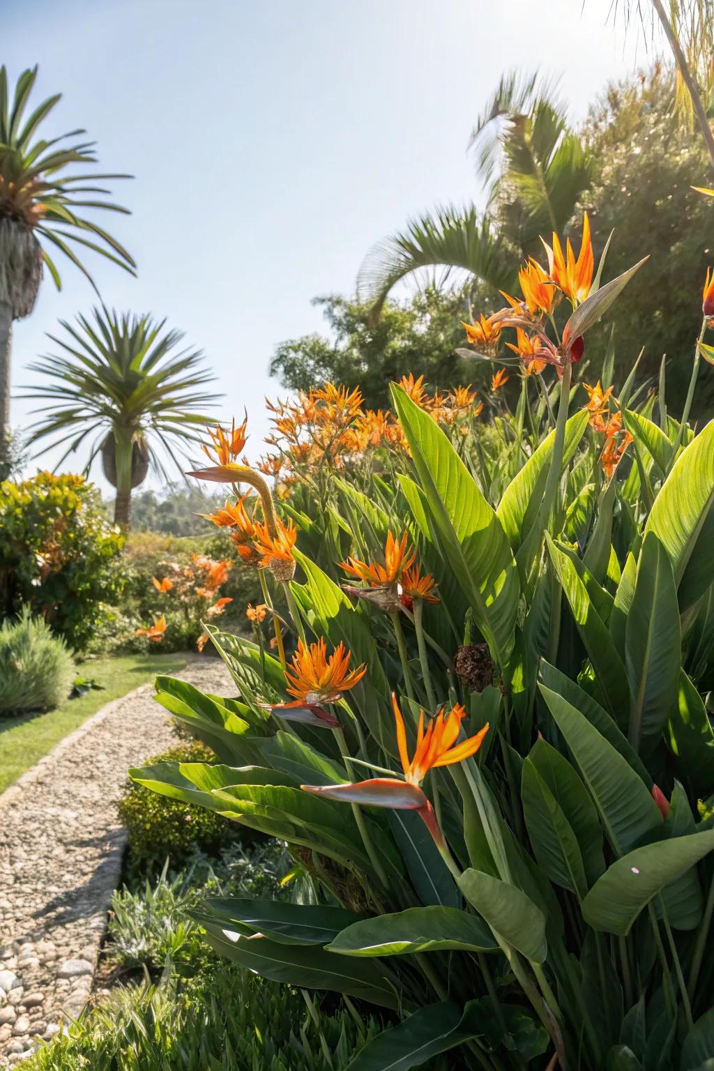 A sunlit nook transforms into a tropical escape with grouped Bird of Paradise.