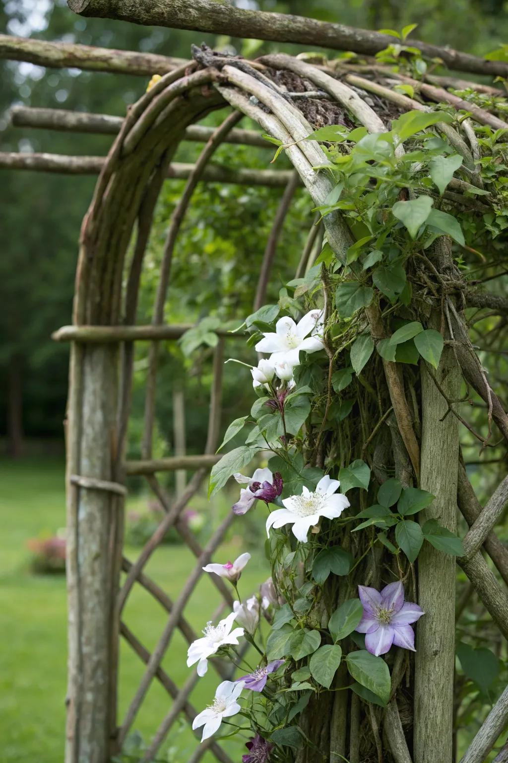 A natural support made of unrefined limbs showcases a rustic visual for the growth of clematis.
