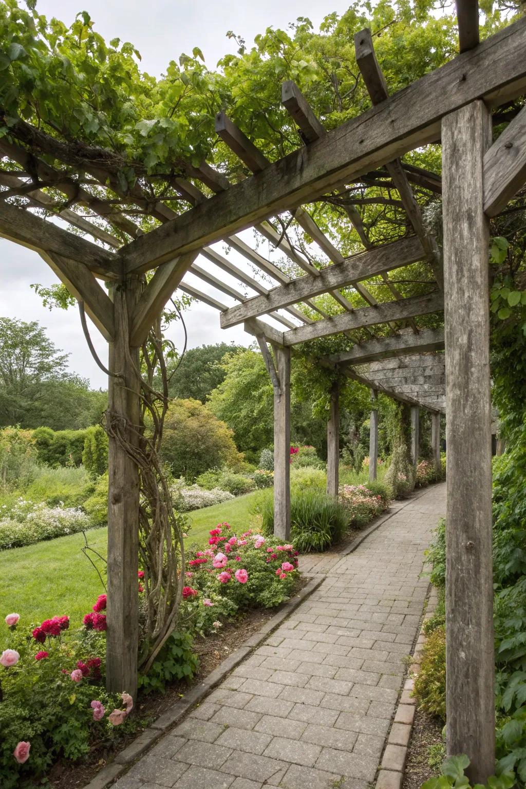 A classic timber canopy enhanced with flourishing grapevines.