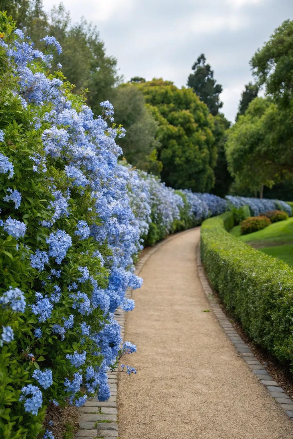 A stunning hedge of azure Skyflower blooms lining an enchanting garden path.