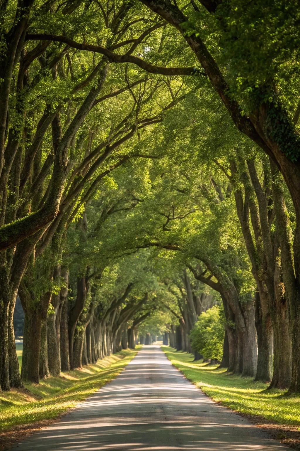 A driveway nestled under a stately canopy of trees, presenting a serene passage.
