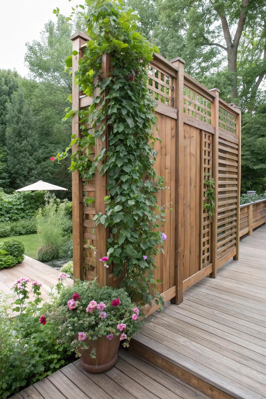 A timber seclusion display embellished with exuberant climbing greenery.