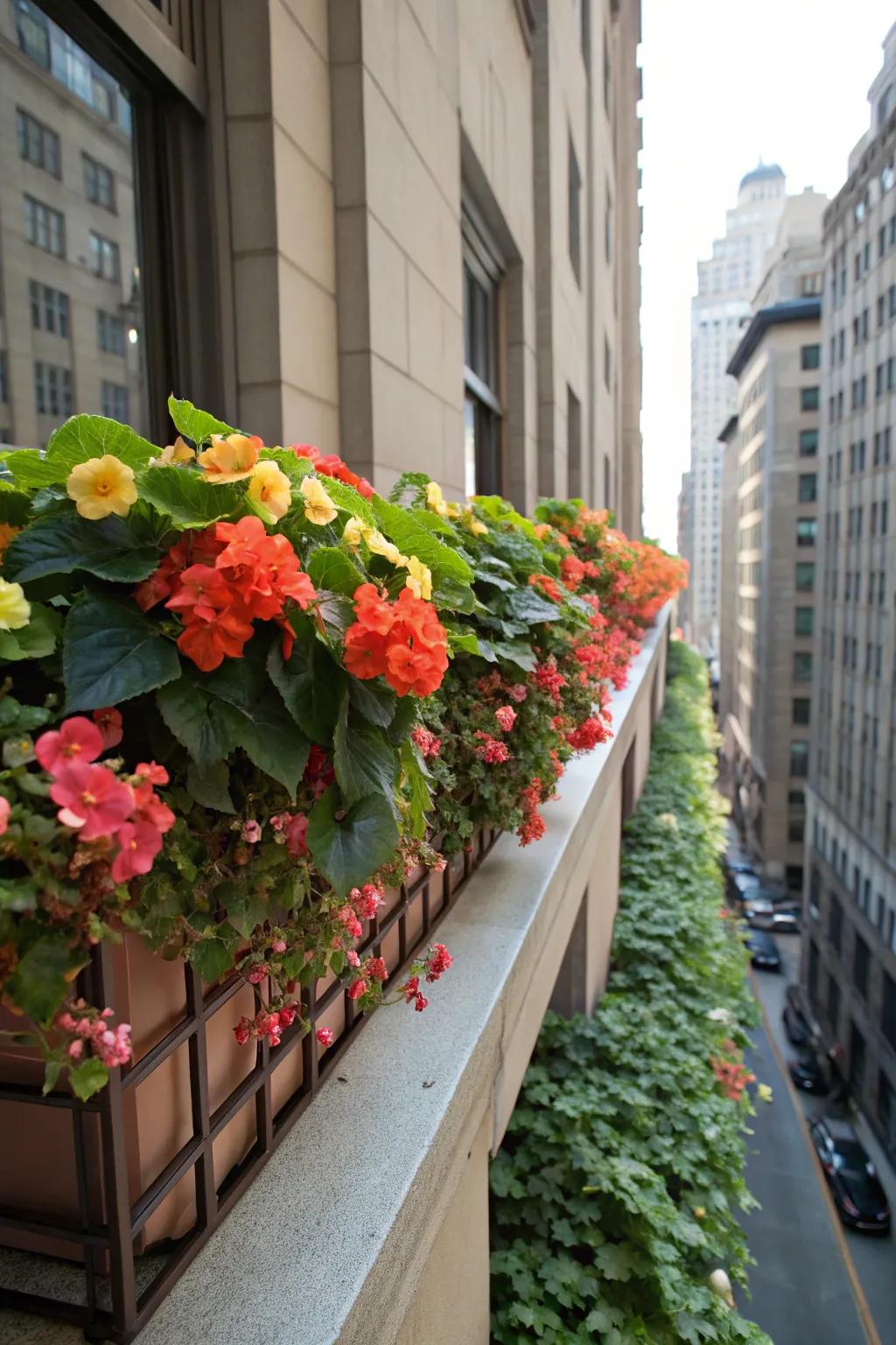 Bushy Beauties bring a lively burst of color to shaded window boxes.