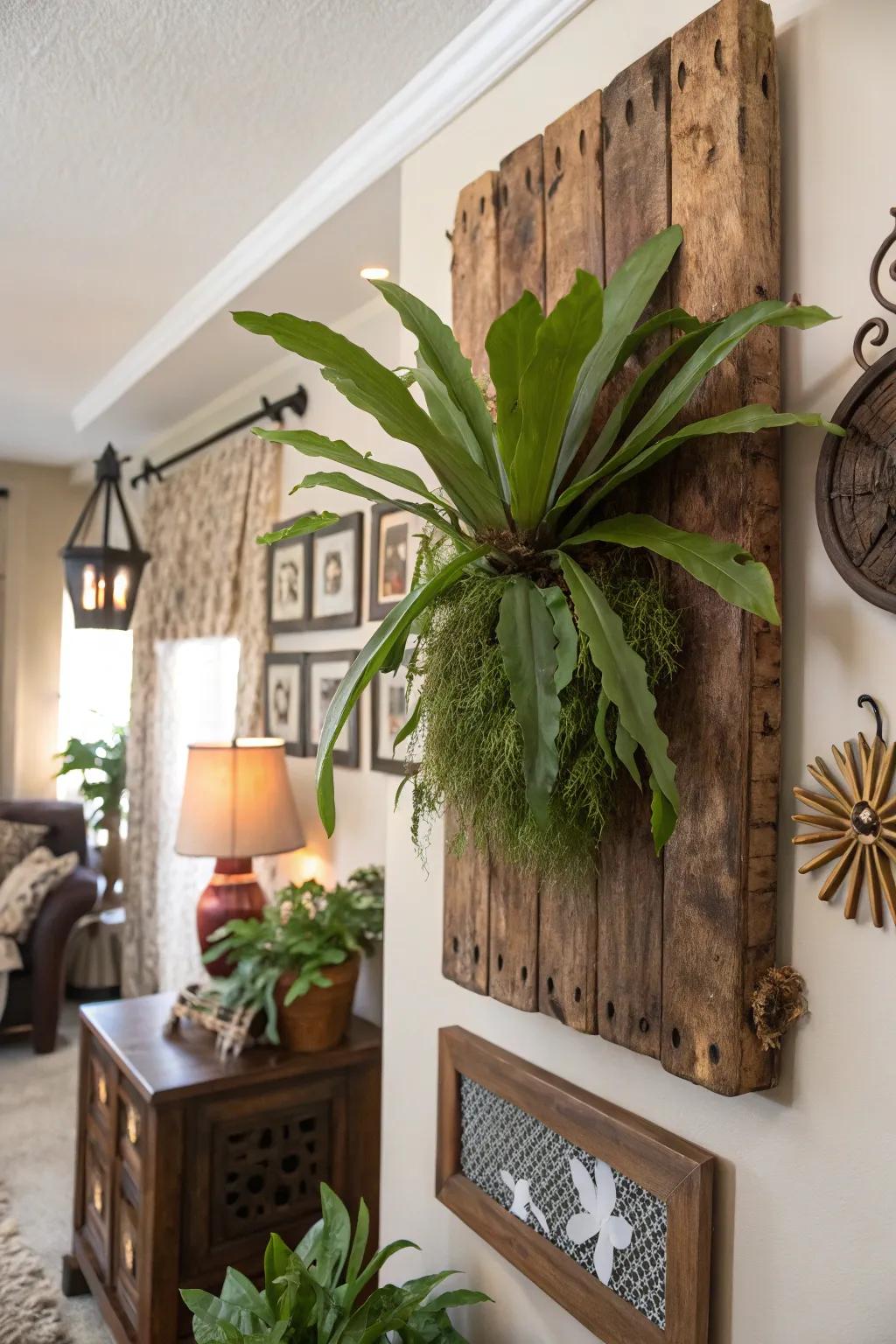 A rustic wooden plank serves as an ideal foundation for a staghorn fern display.