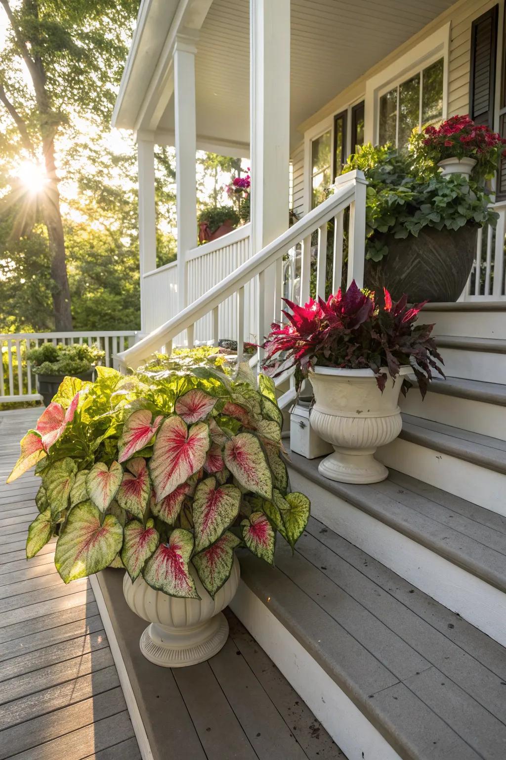 Exterior planters rendering caladiums as a pivotal element within your garden.