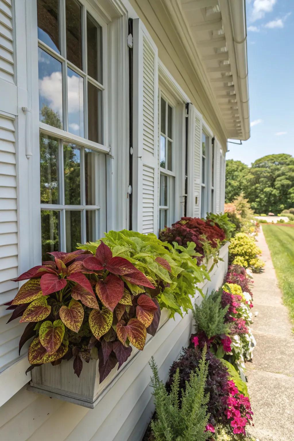 Unique containers personalize your Painted Nettle window box with charm.
