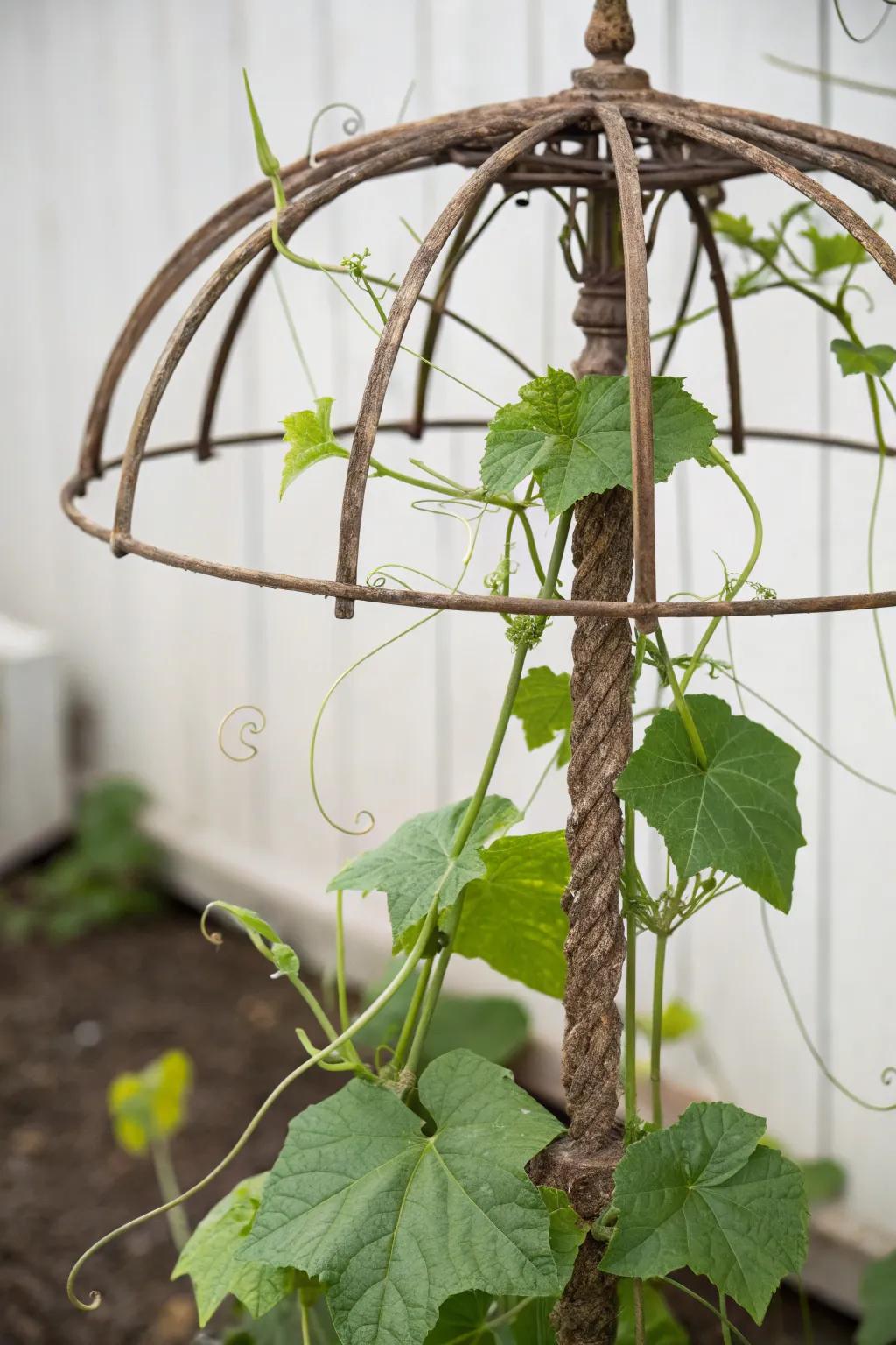 With a repurposed umbrella framework trellis, you can give your garden a whimsical touch.