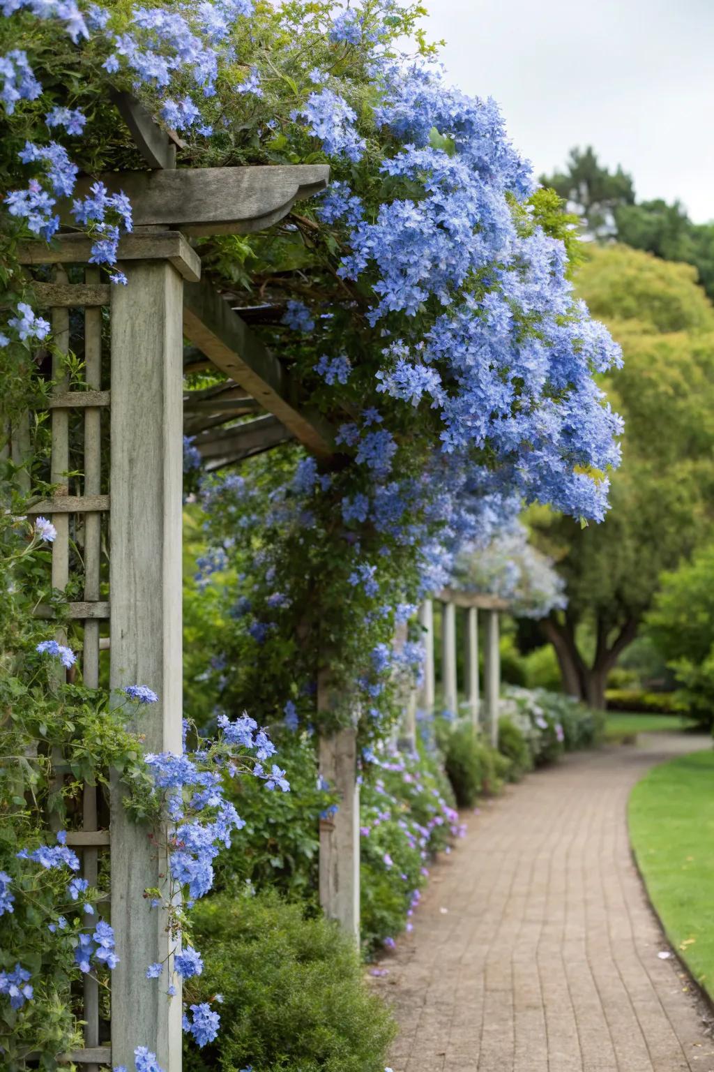 A garden structure embellished with climbing azure Skyflower blossoms.