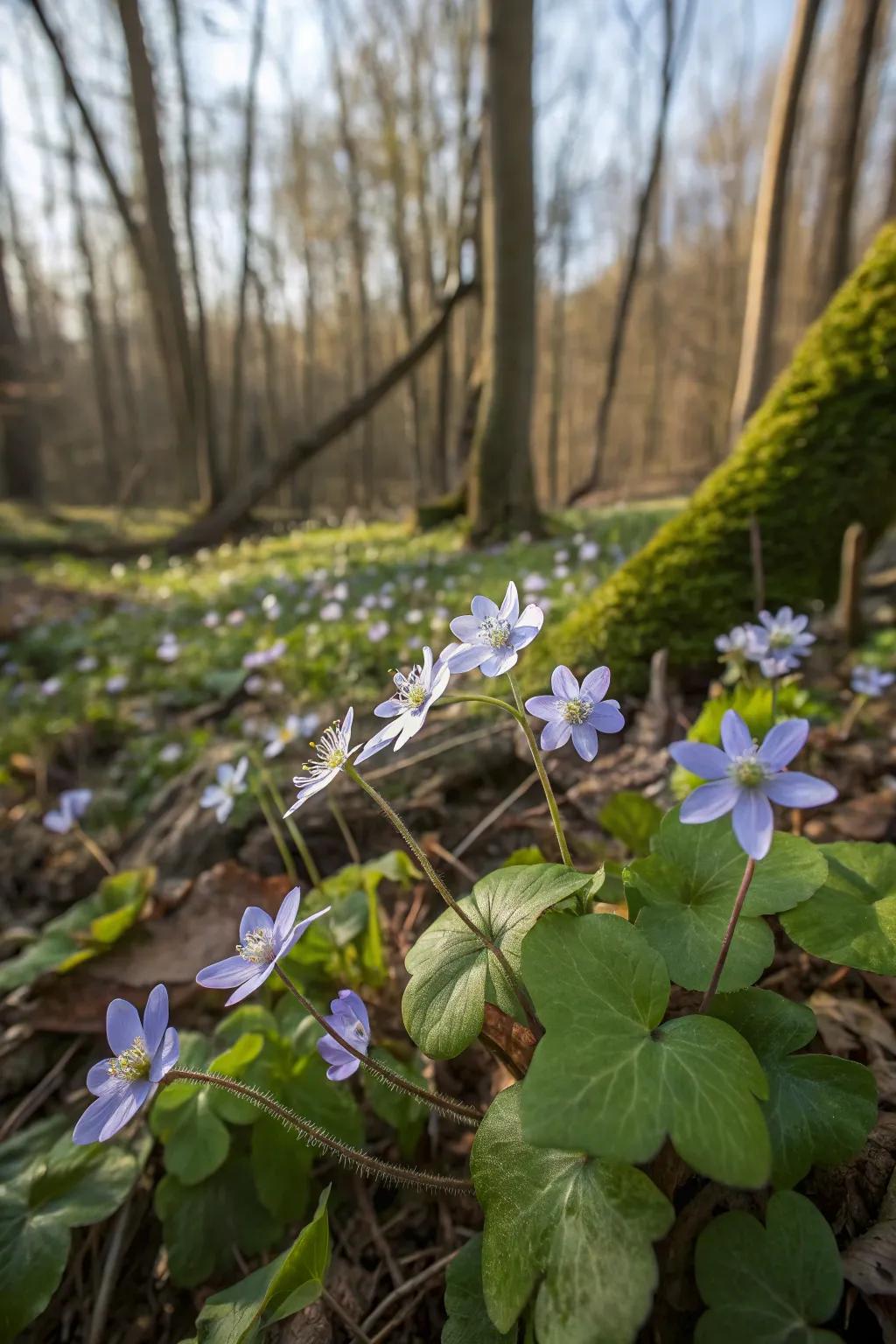 Lobeleaf blooming prime in a woodland garden.