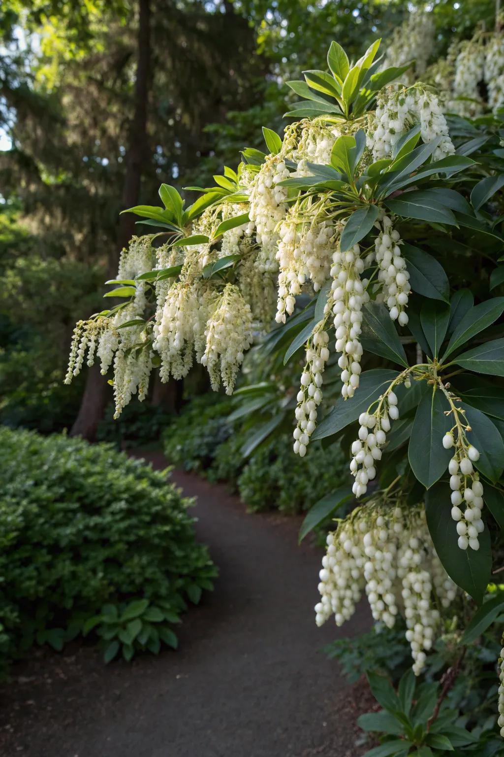 White Bells providing year-round charm with its refined blooms.
