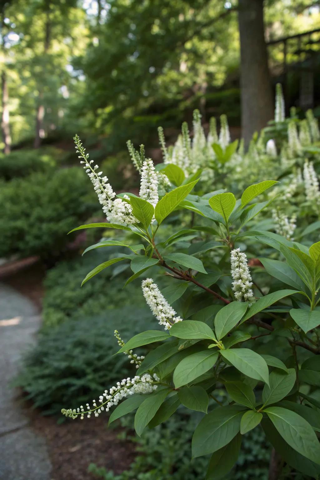 Fragrant spire brings scent and fall color.