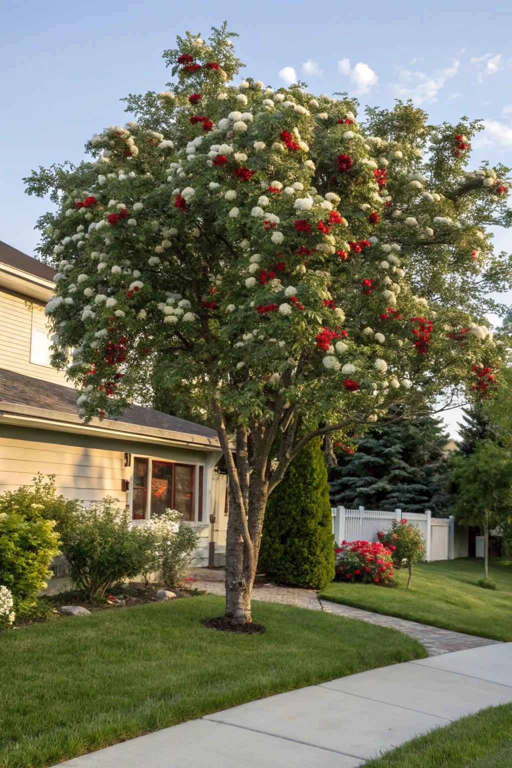 Splendid mountain ash attracting birds and adding hue to a garden.
