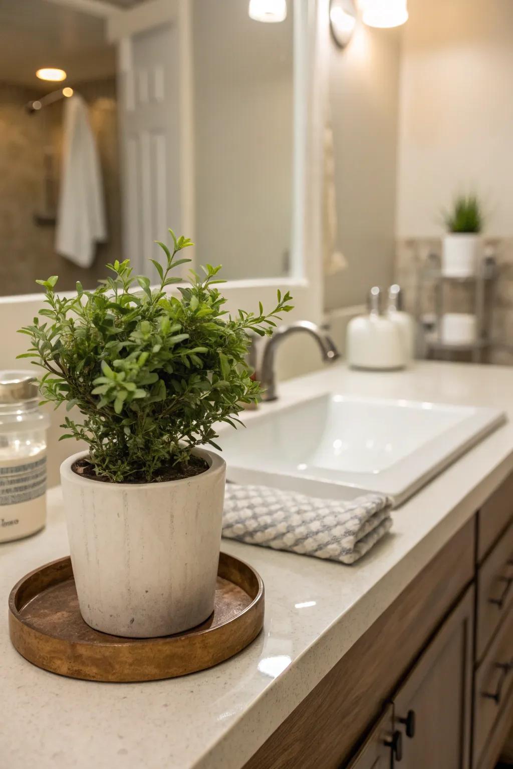 A hint of greenery can transform your bathroom into a refreshing retreat.