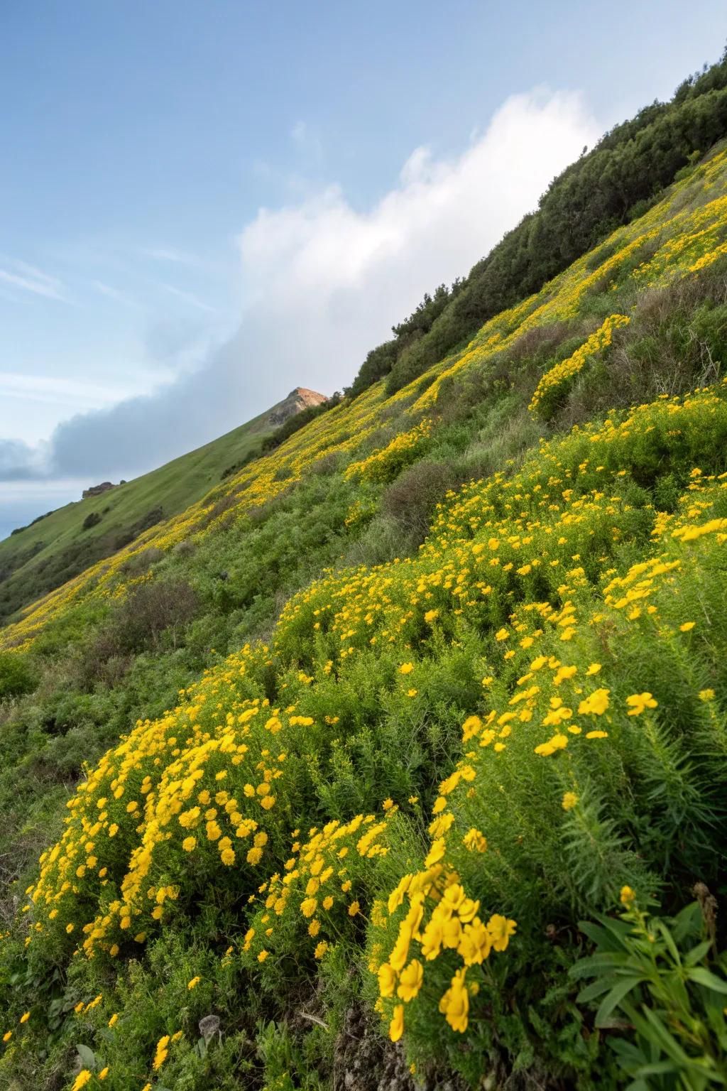 St. John's Wort brings a sunny disposition to garden slopes.