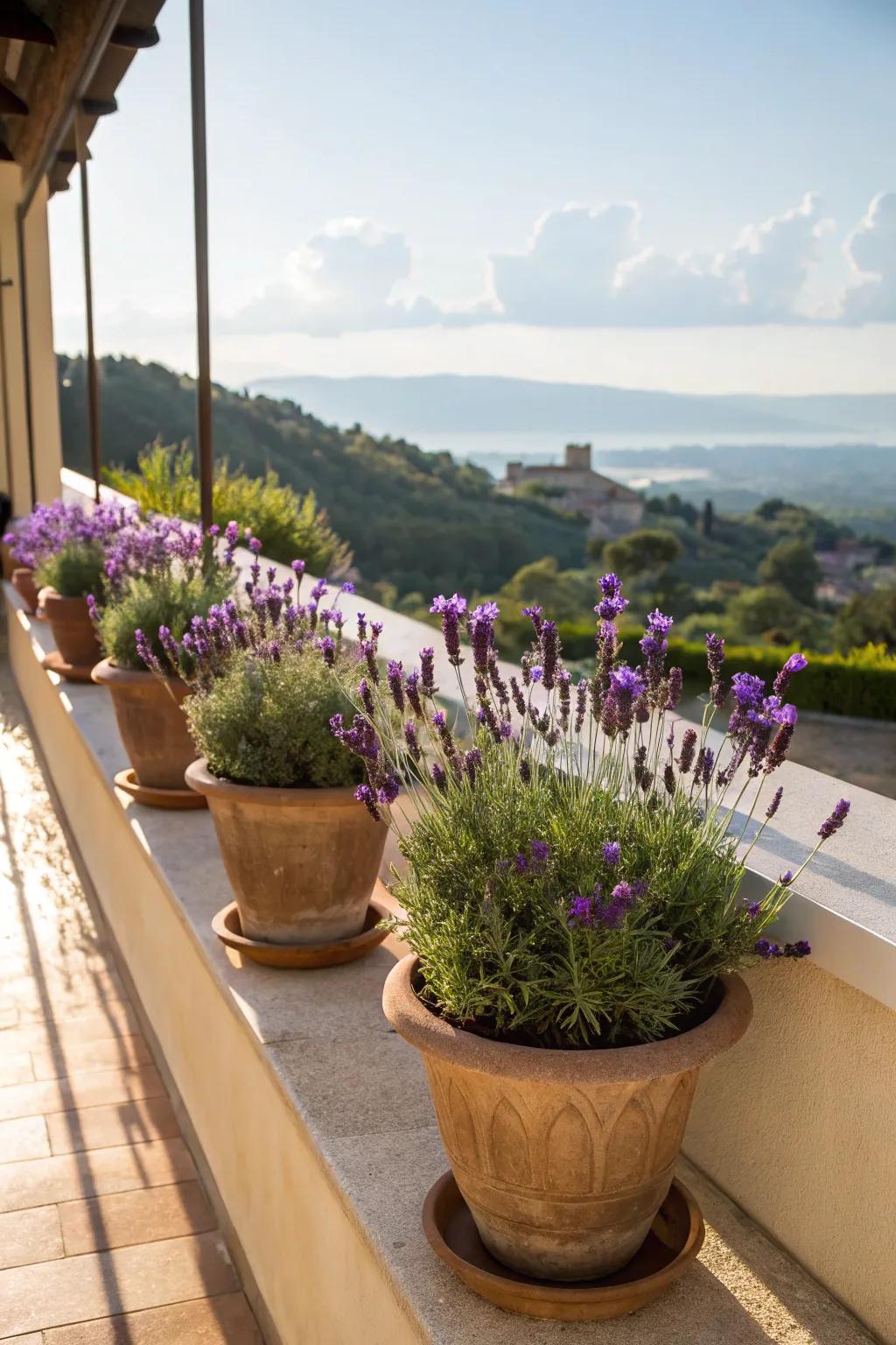 Indigo plants delivering a calming ambiance to the veranda.