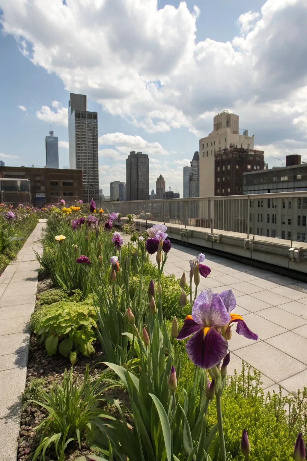 Irises delivering radiant color to an urban rooftop garden.