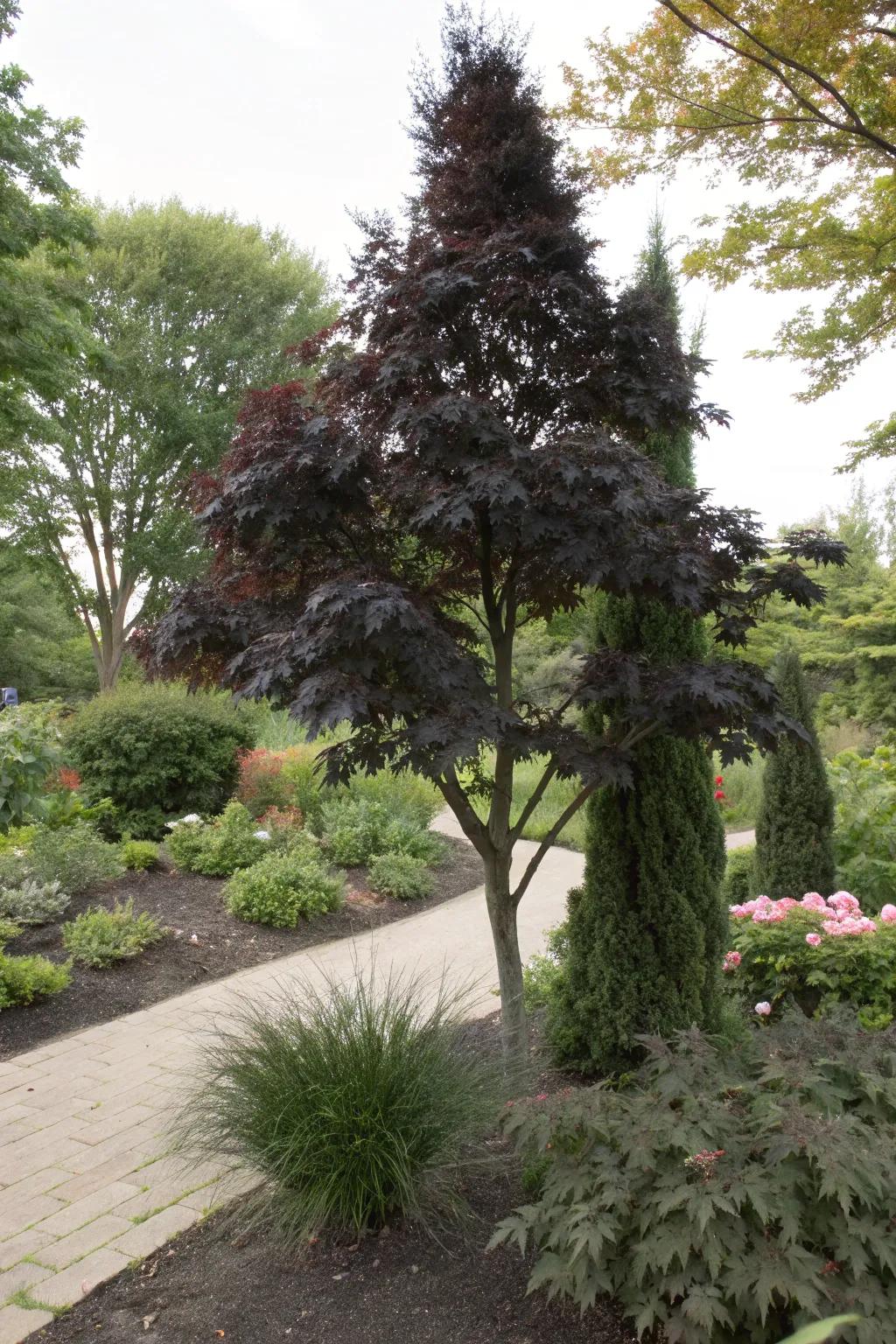 Black-leaved Emeralds add mystery and depth to shaded gardens.