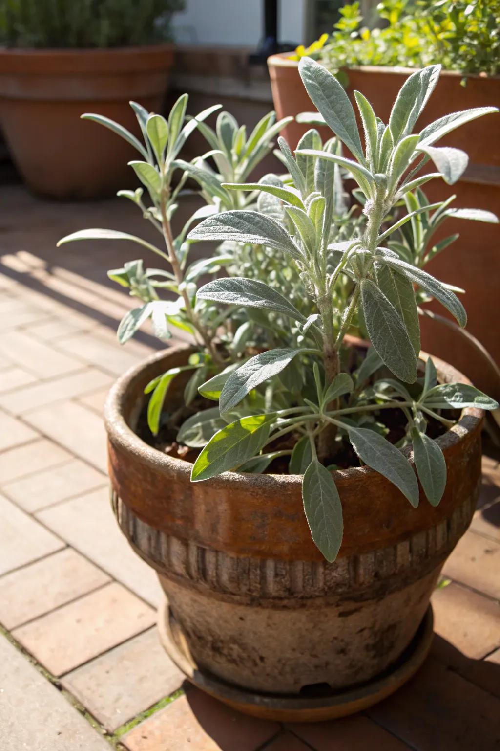 Meadow Sage adding silvery elegance in the sun. <strong><em>The plant’s texture is simply stunning.</em></strong>” loading=”lazy” class=”pimg”>
	</picture><figcaption>Meadow Sage adding silvery elegance in the sun. <strong><em>The plant’s texture is simply stunning.</em></strong></figcaption></figure>
<p>Meadow Sage lends a silvery elegance to my sunlit pots and is wonderfully low-maintenance. Its subtle color and texture are perfect for any arrangement, enhancing the overall aesthetic of my garden. <strong><em>Its understated beauty is truly captivating.</em></strong></p>
<h3>A few relevant products:</h3>
<ul class=