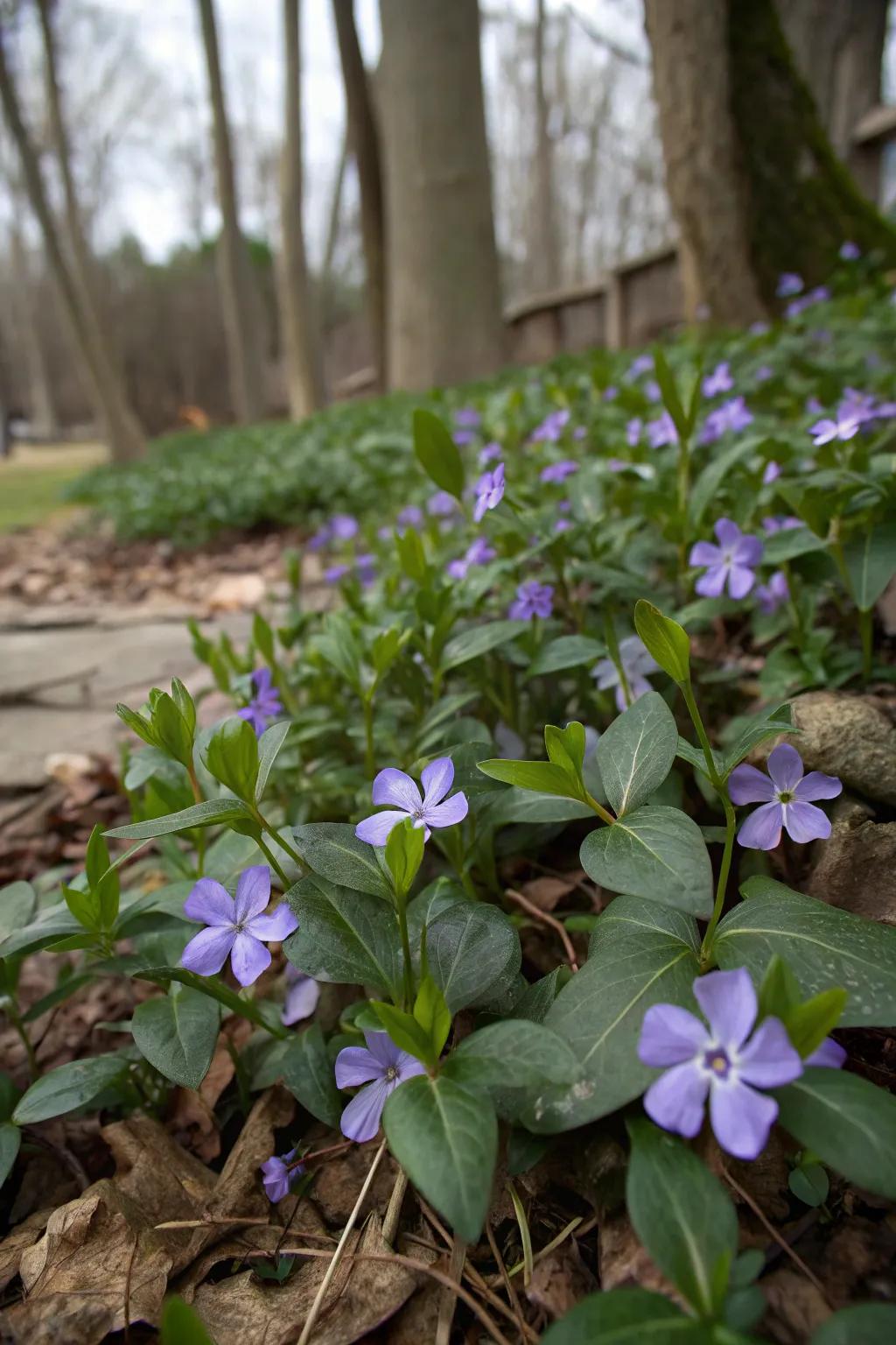 Dwarf Vine offering year-round ground blanket with vibrant blooms.