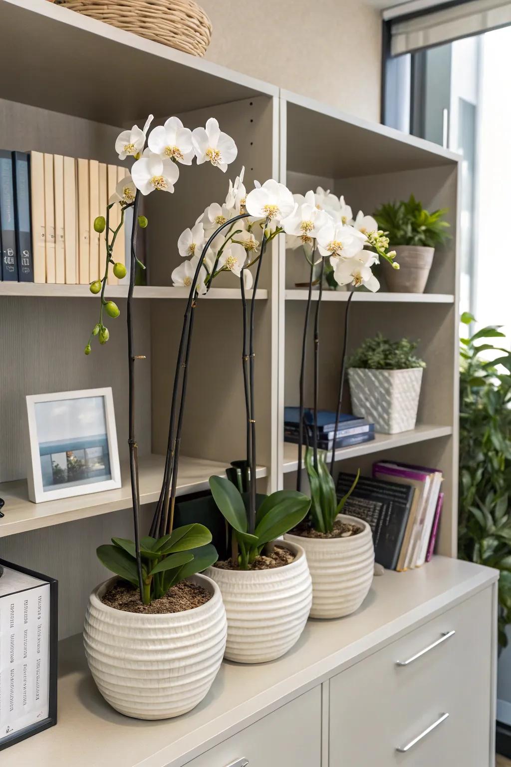 Accentuate elegance through fragile orchid blossoms.