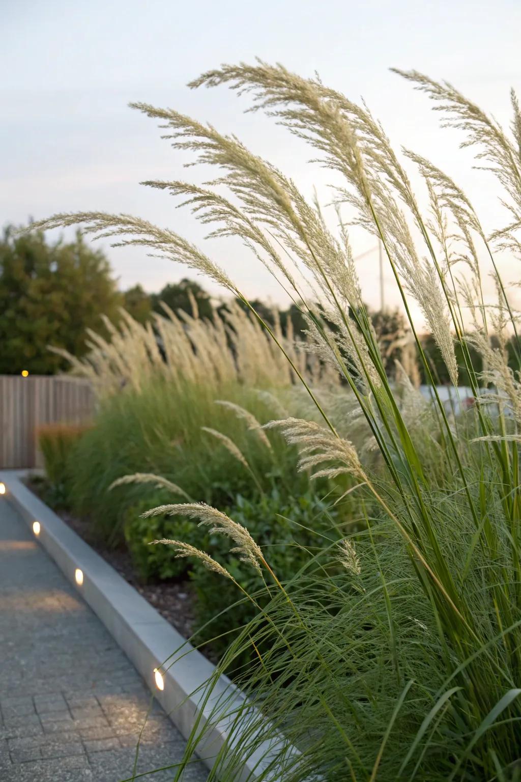 Tall turfs serve as a natural privacy screen in landscapes.