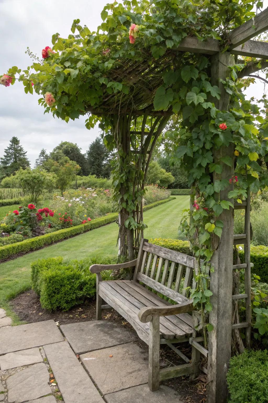 A garden bench with an arch, inviting nature to wrap around.