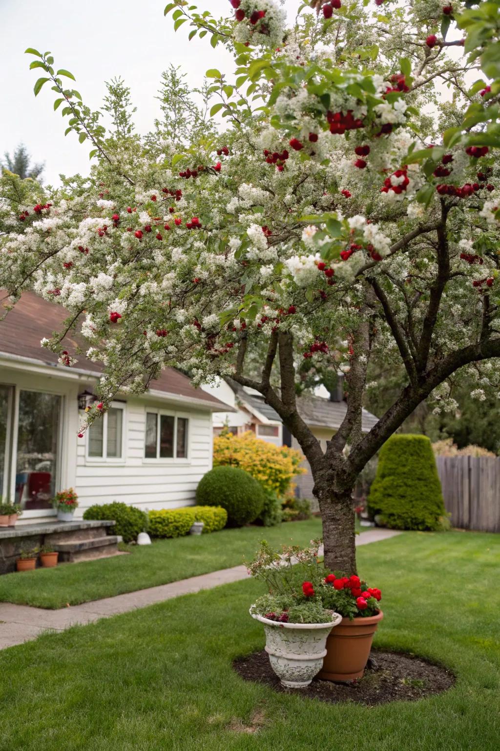 Dwarf sun cherry tree delivering fruit and floral charm to a garden.