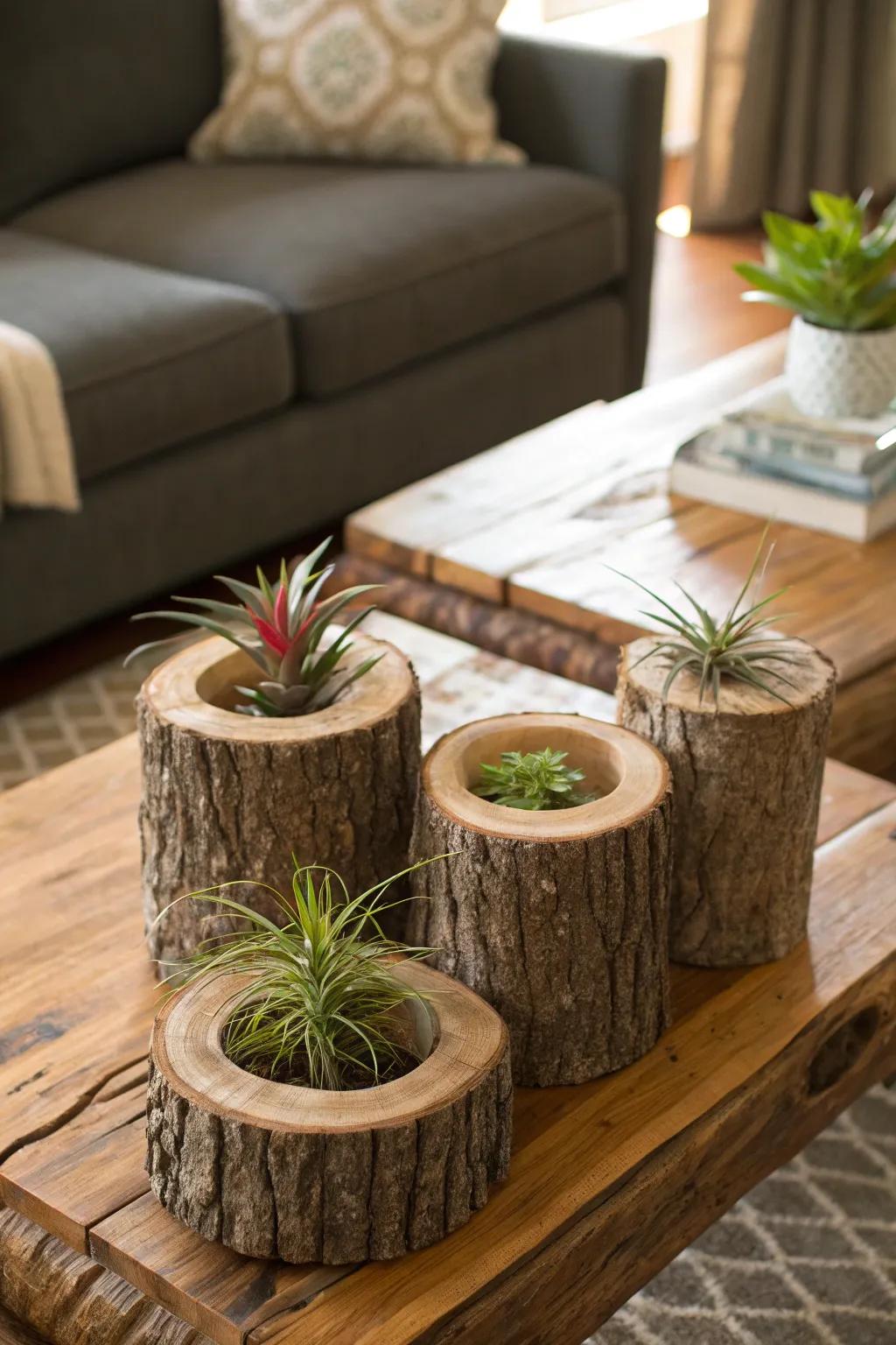 Excavated stumps proffer a homespun allure for air plant exhibits.