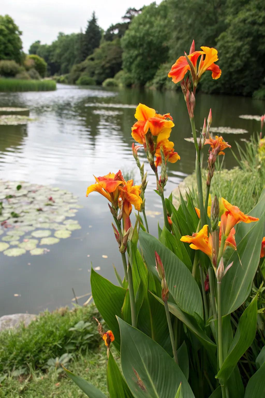 Integrate 'Flame' lilies within aquatic settings.