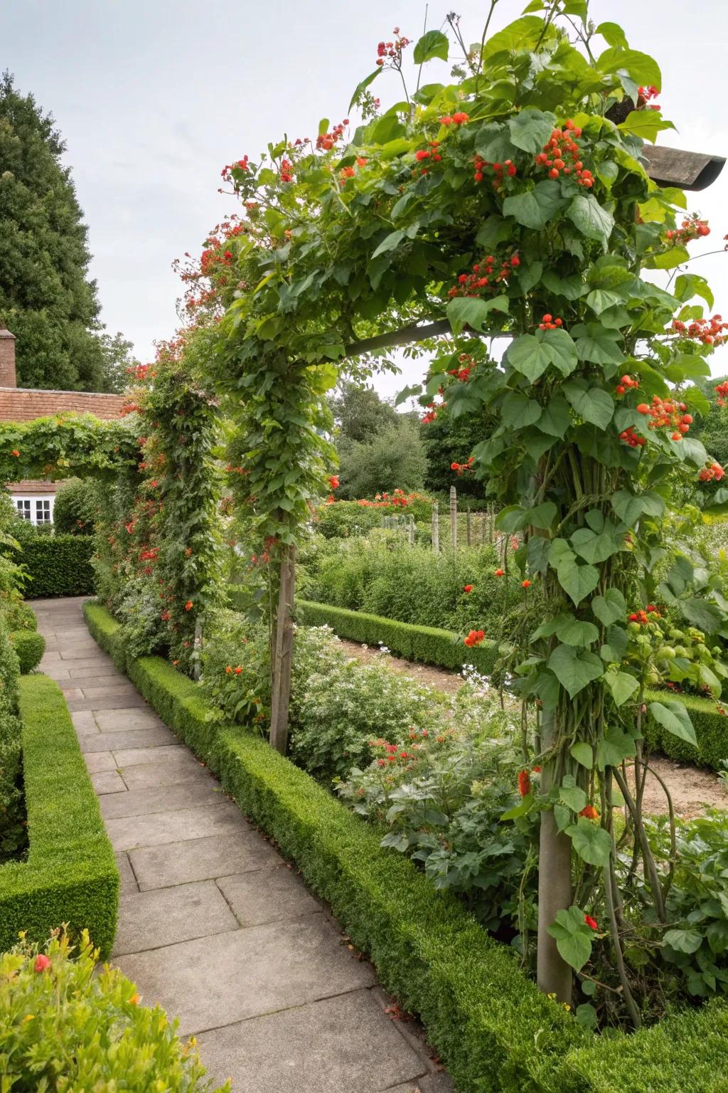 Climbing vines add height and a steady harvest of beans.