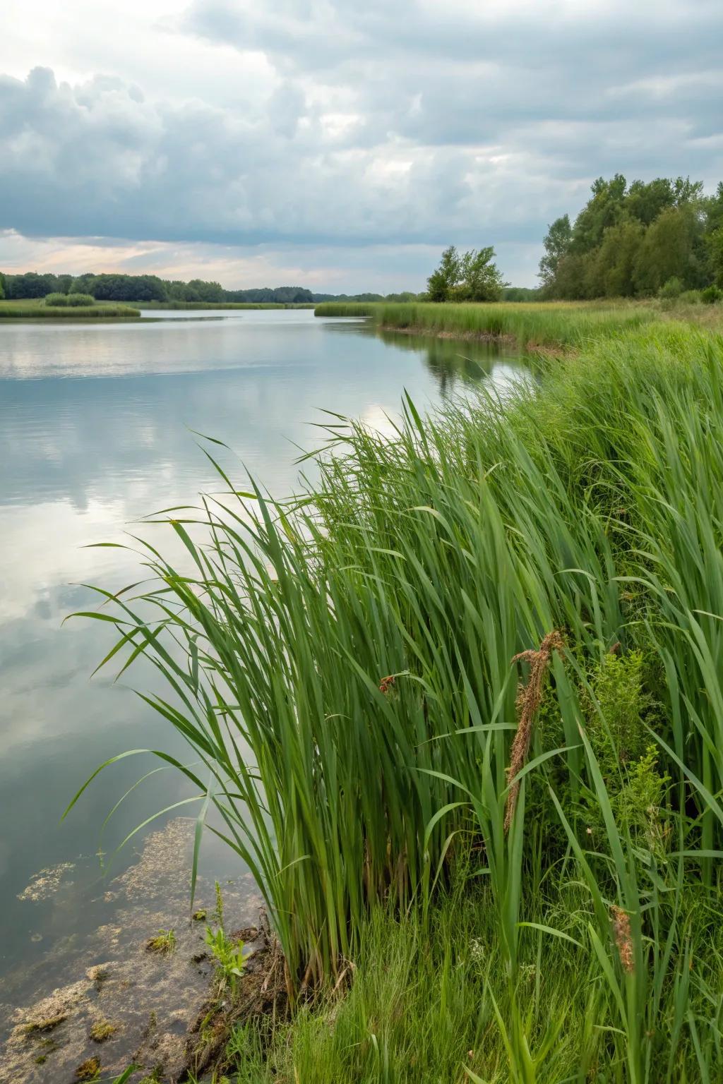 Pond's Edge enhancing a water feature.