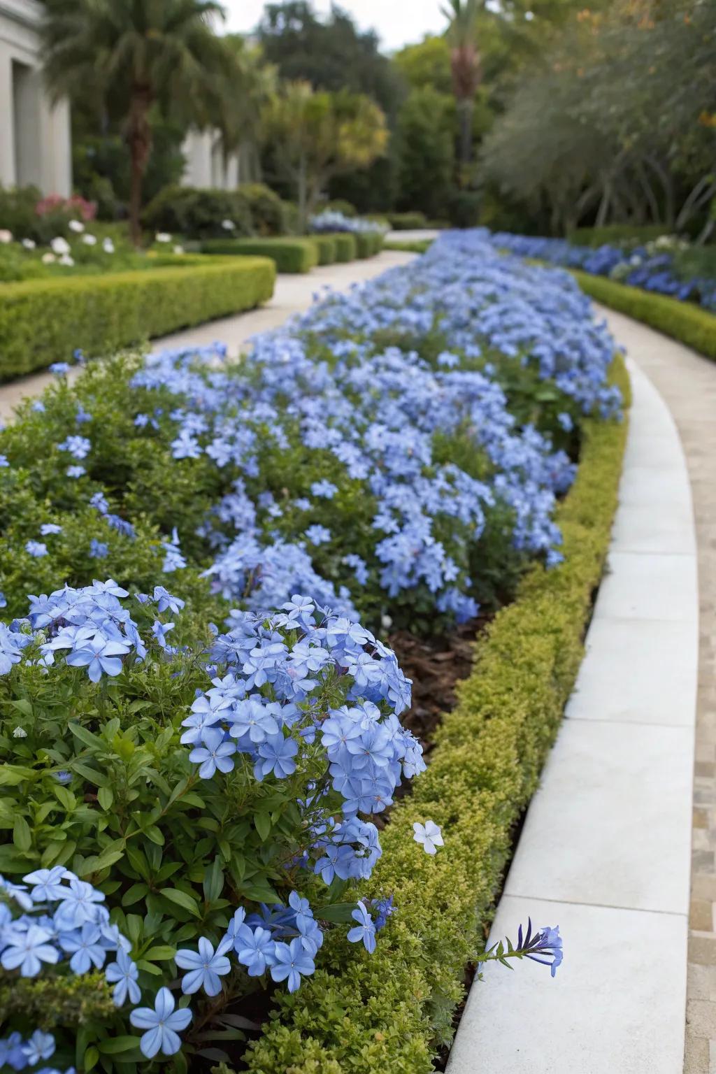 A formal garden bed bordered with azure Skyflower blossoms.