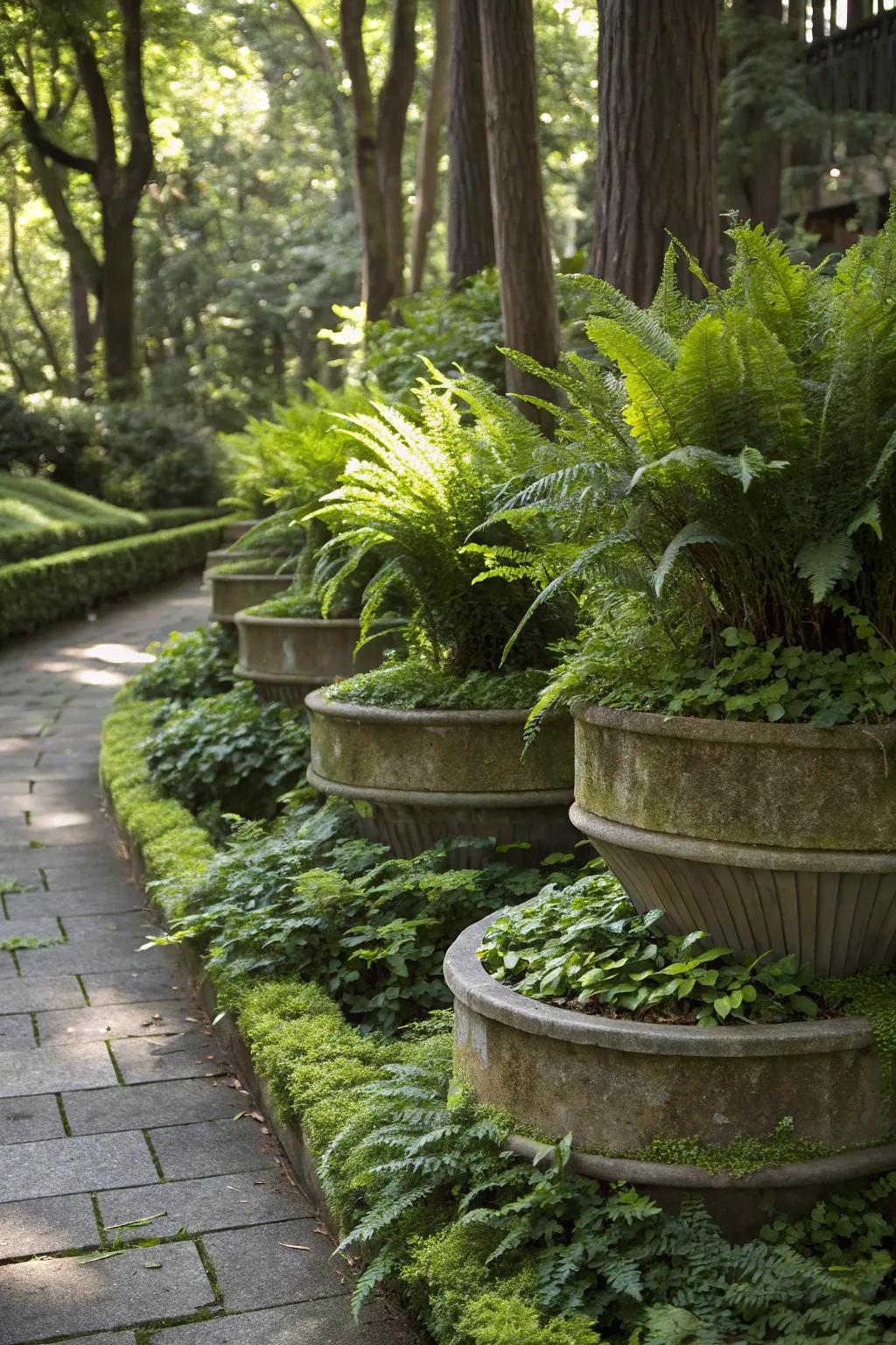 A shaded garden with layered planters featuring tall ferns and ground-hugging plants.