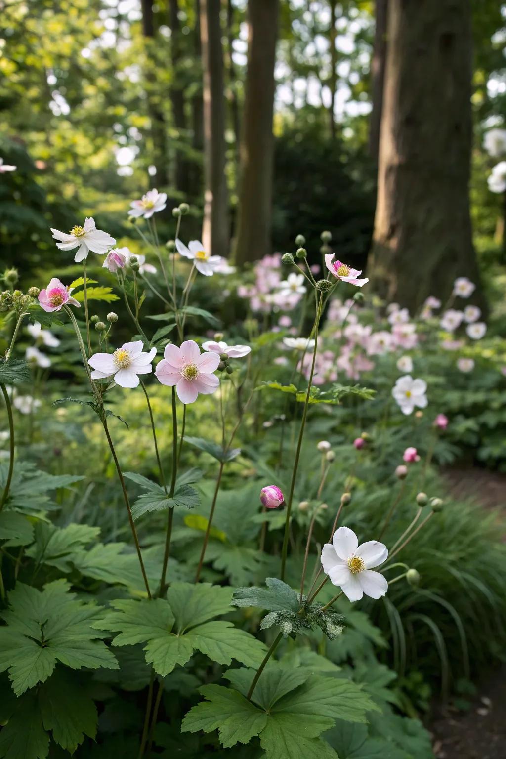 Wind flowers bring late blooms to shaded gardens.