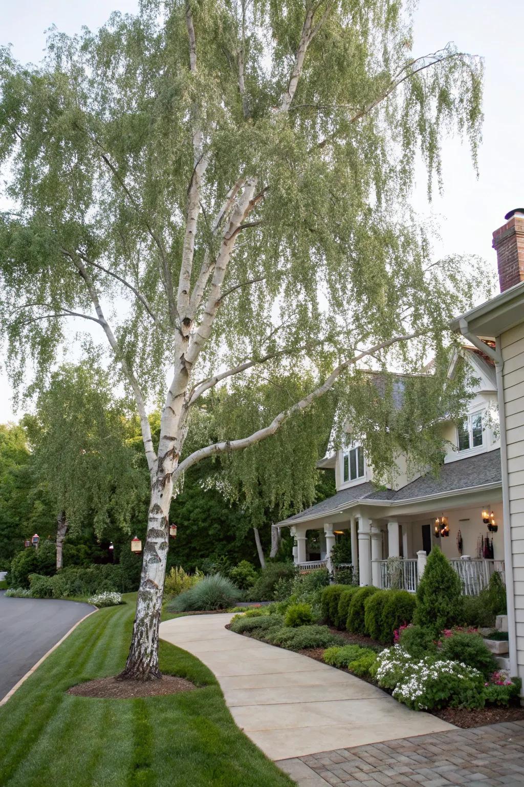 Divided leaf weeping birch infusing elegance with its distinct form.