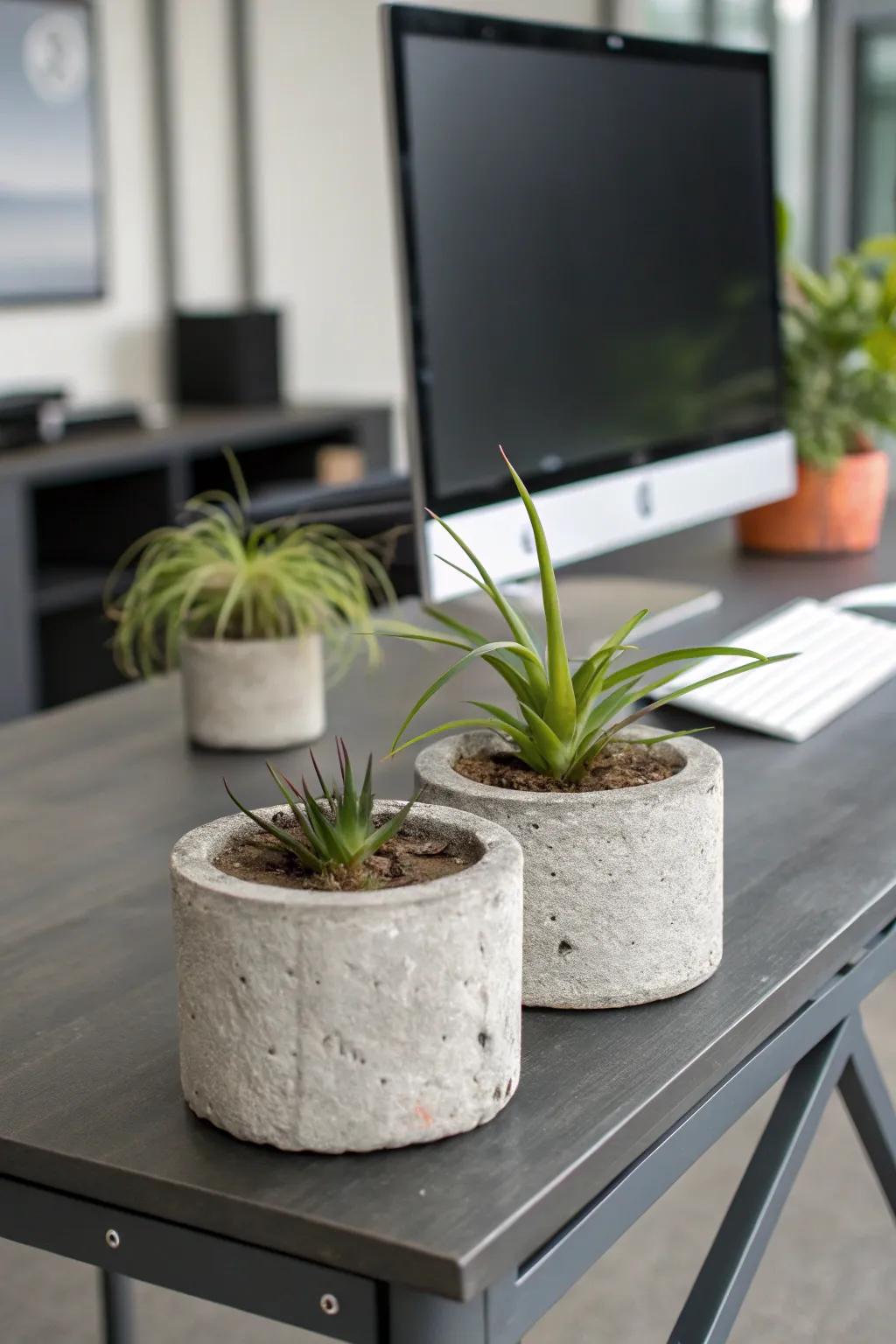 Solid planters extend a current industrial nuance to air plant exhibits.