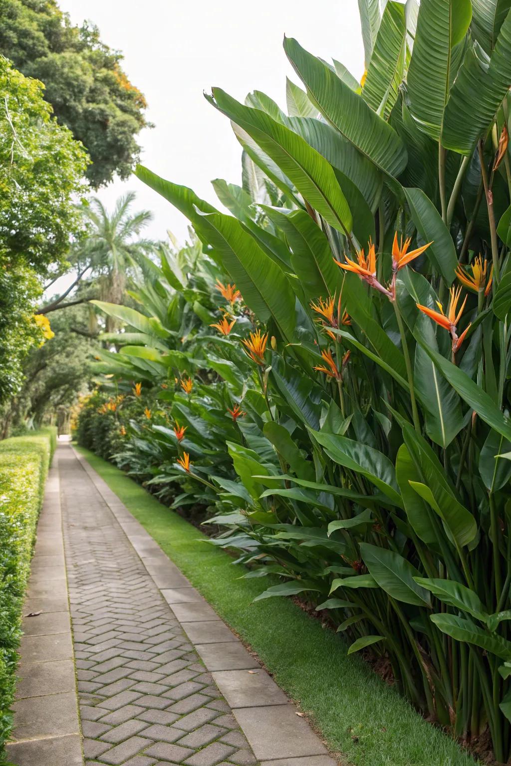 Achieve privacy and beauty with a Bird of Paradise screen.