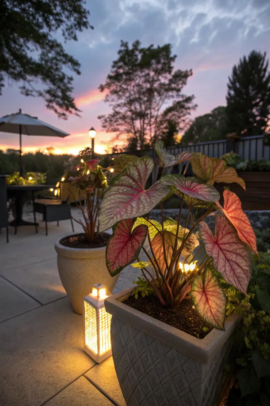 Illuminating elements enhancing the nocturnal allure of caladiums.