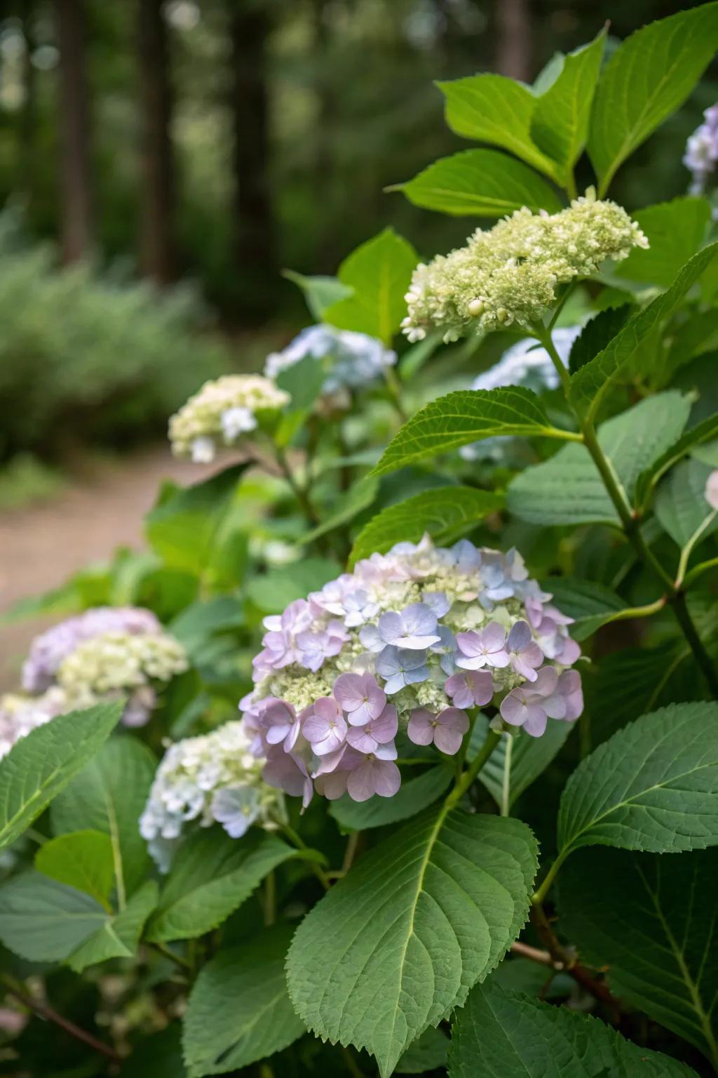 Snowdrift Bush adding summer elegance.