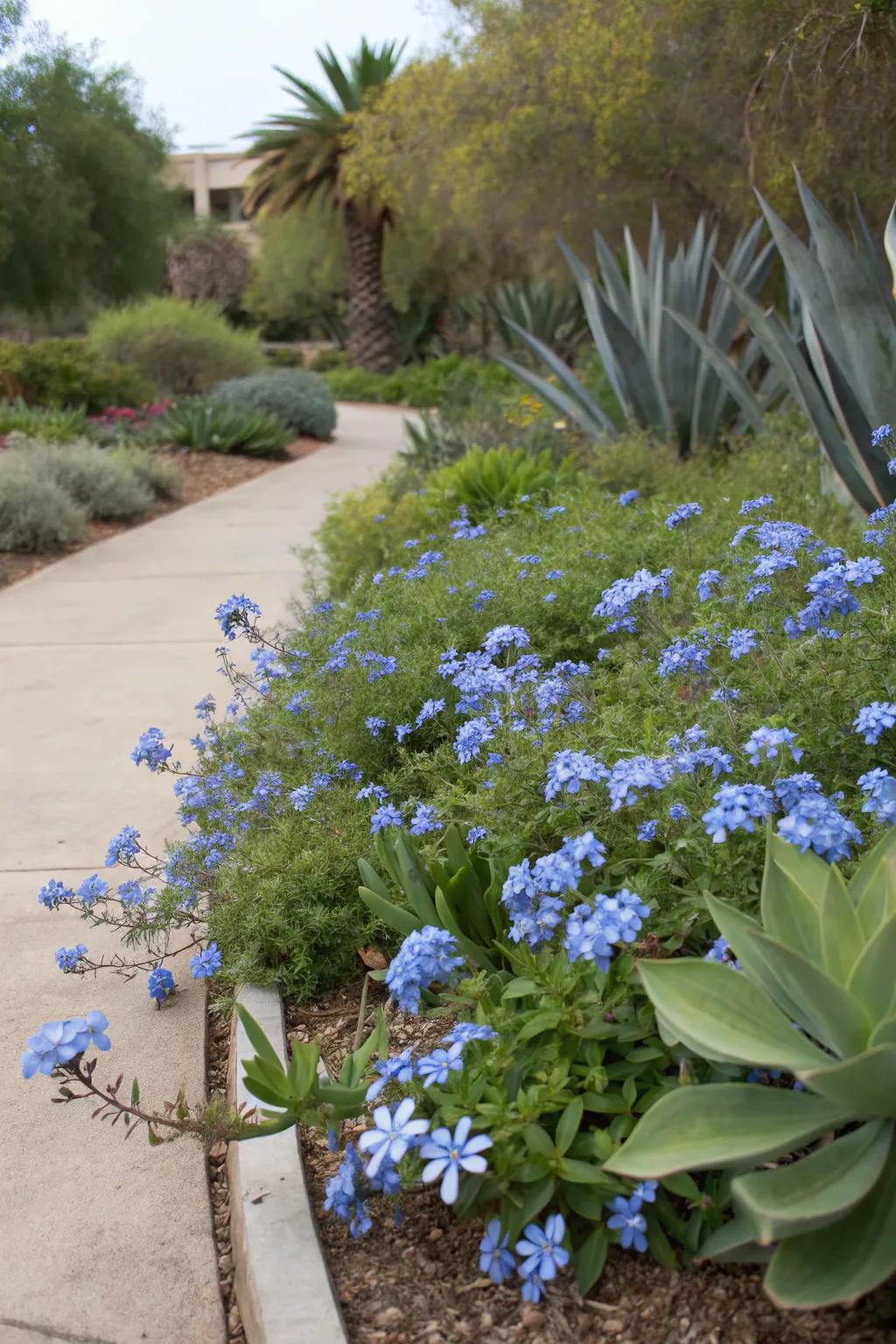 A garden area presenting a medley of azure Skyflower and arid plants.