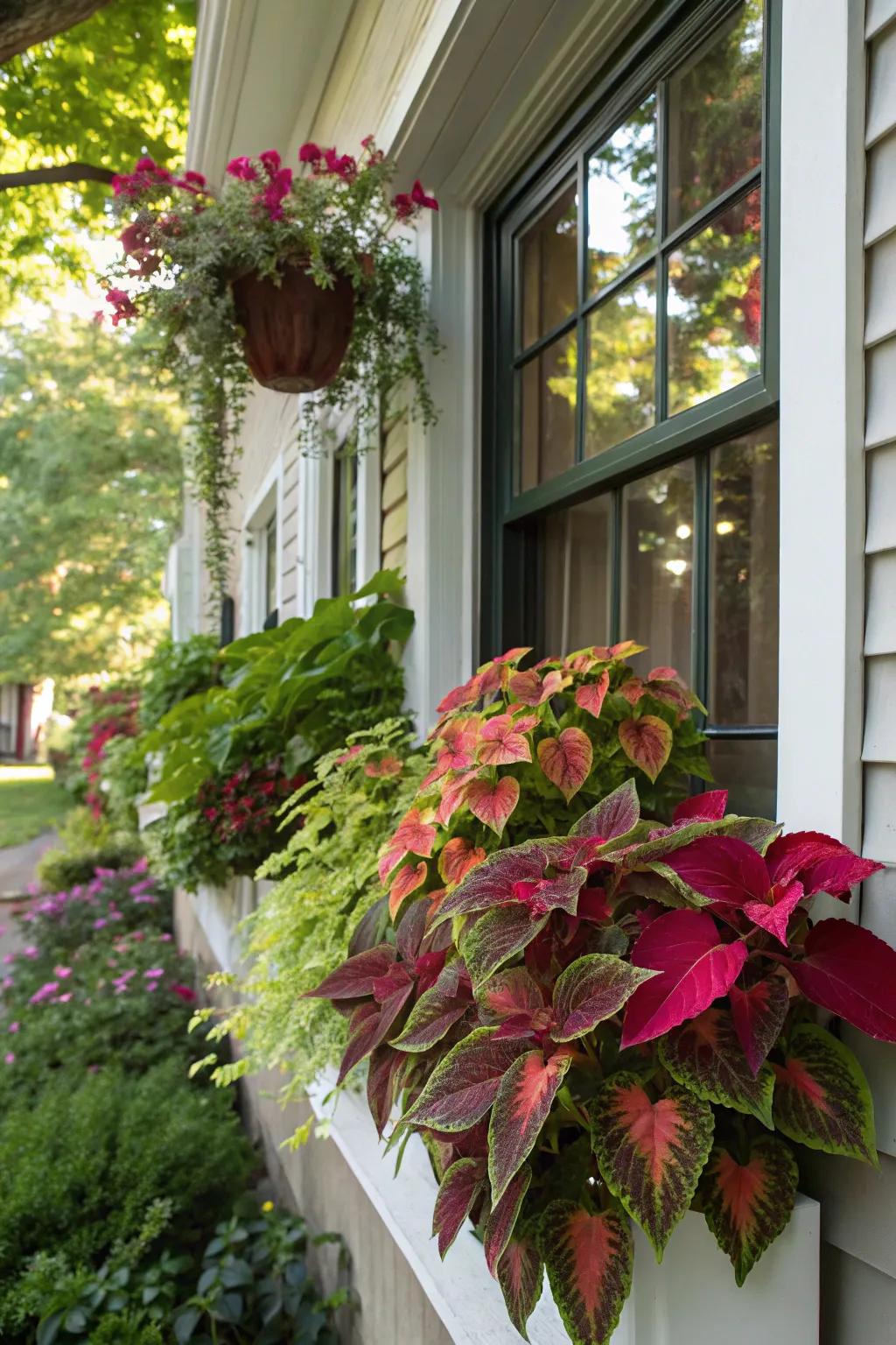 Painted Nettle adds vibrant leaf colors for a striking window box.