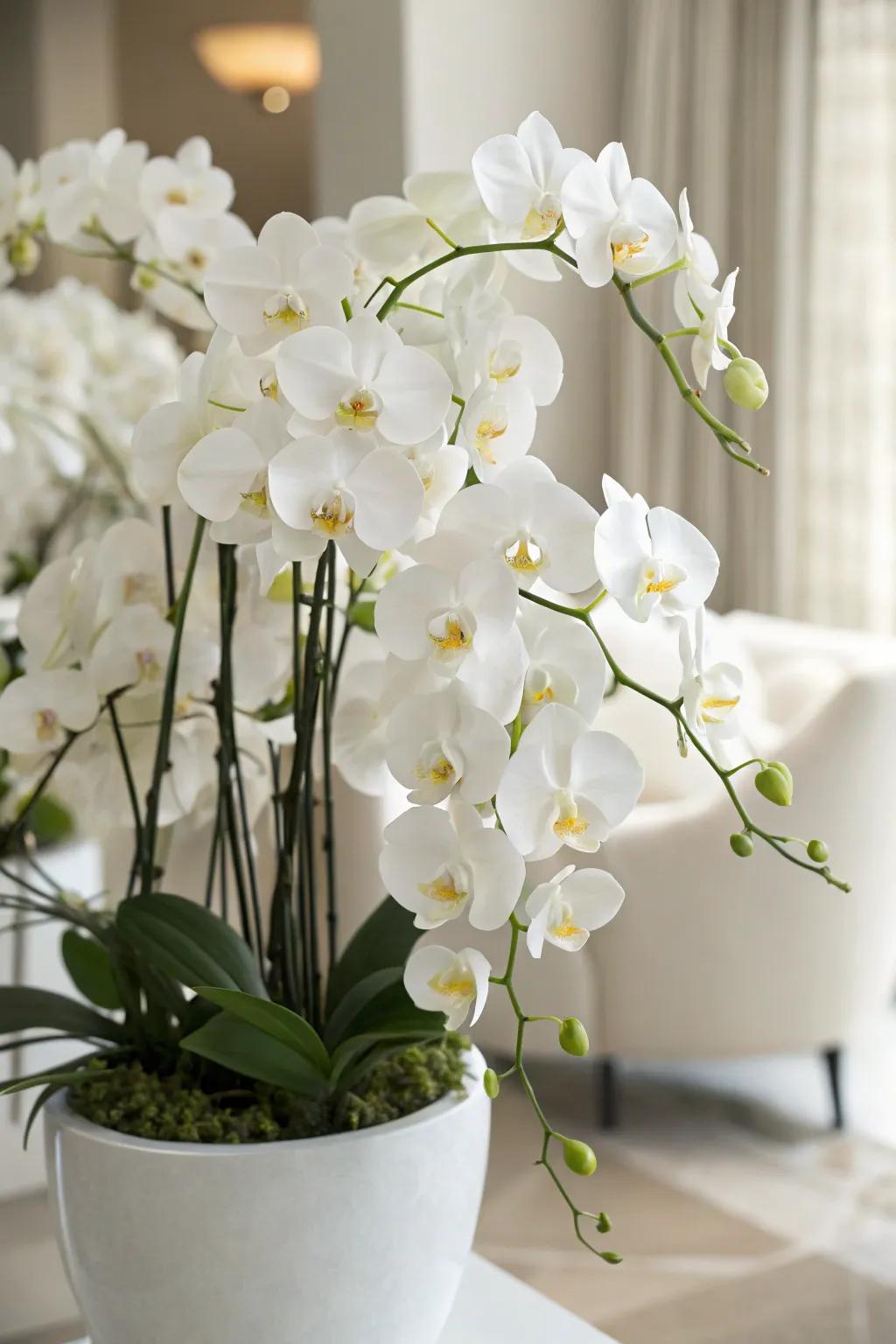 A deluxe bouquet featuring elegant orchids.