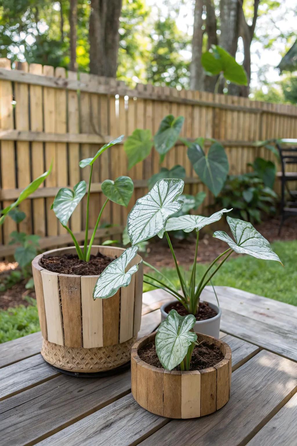 Native timber receptacles instilling rustic magnetism into caladium displays.