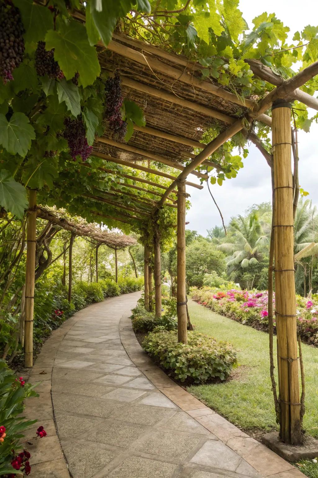 A green cane shelter gently holds grapevines.