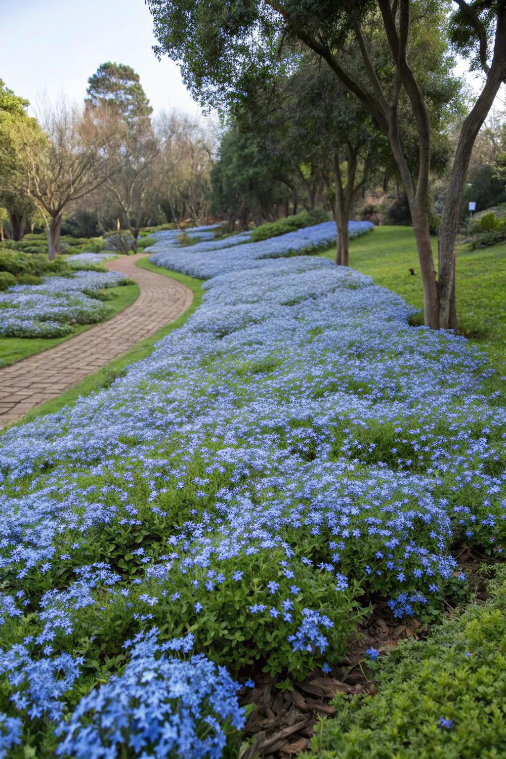 A vast garden space enveloped by azure Skyflower blossoms, functioning as ground cover.