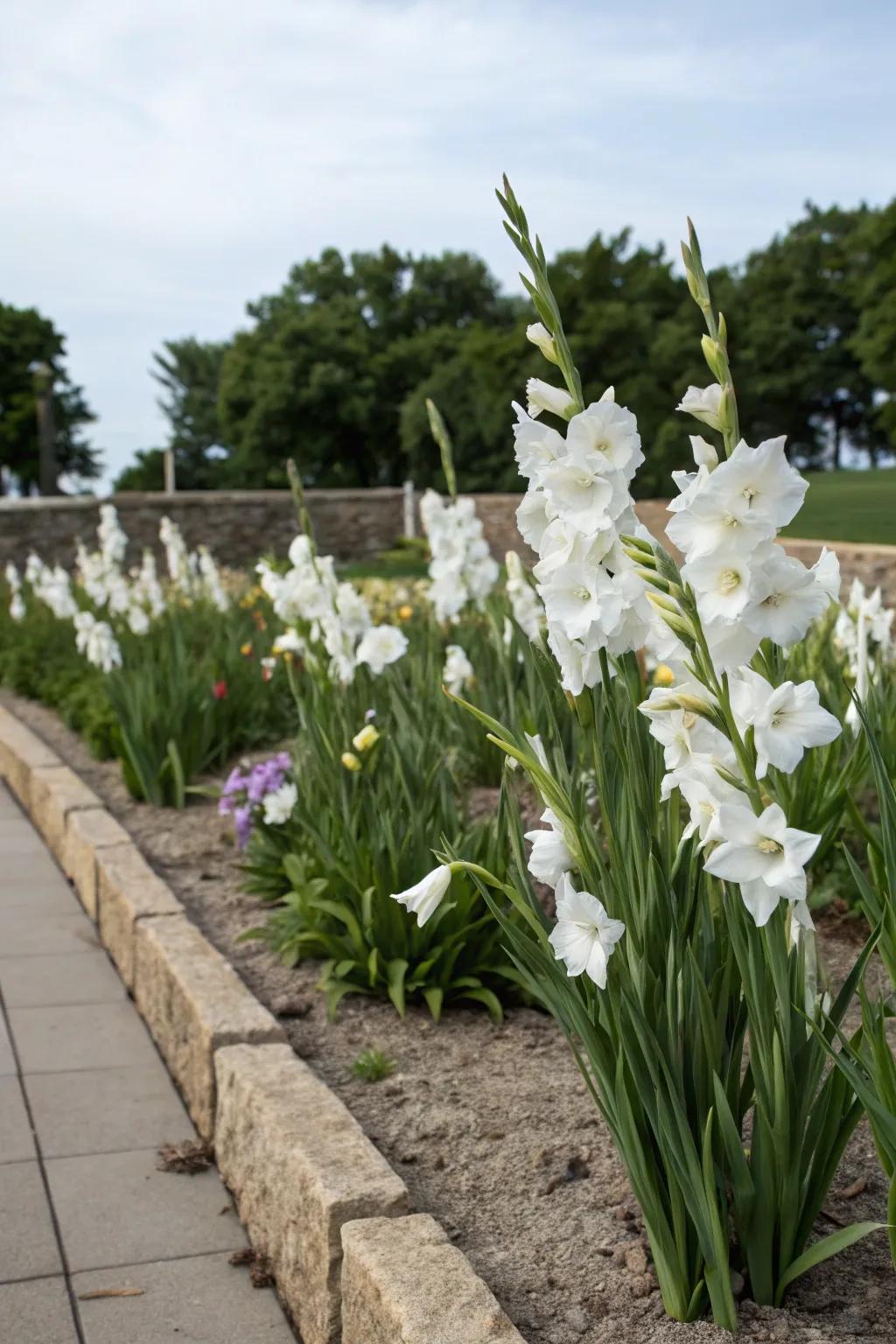 A single color of blooms builds a bold statement within the garden.