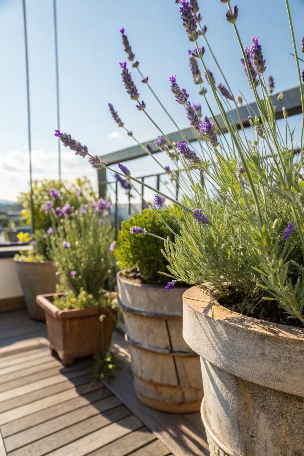 A visually appealing and fragrant lavender herb garden.