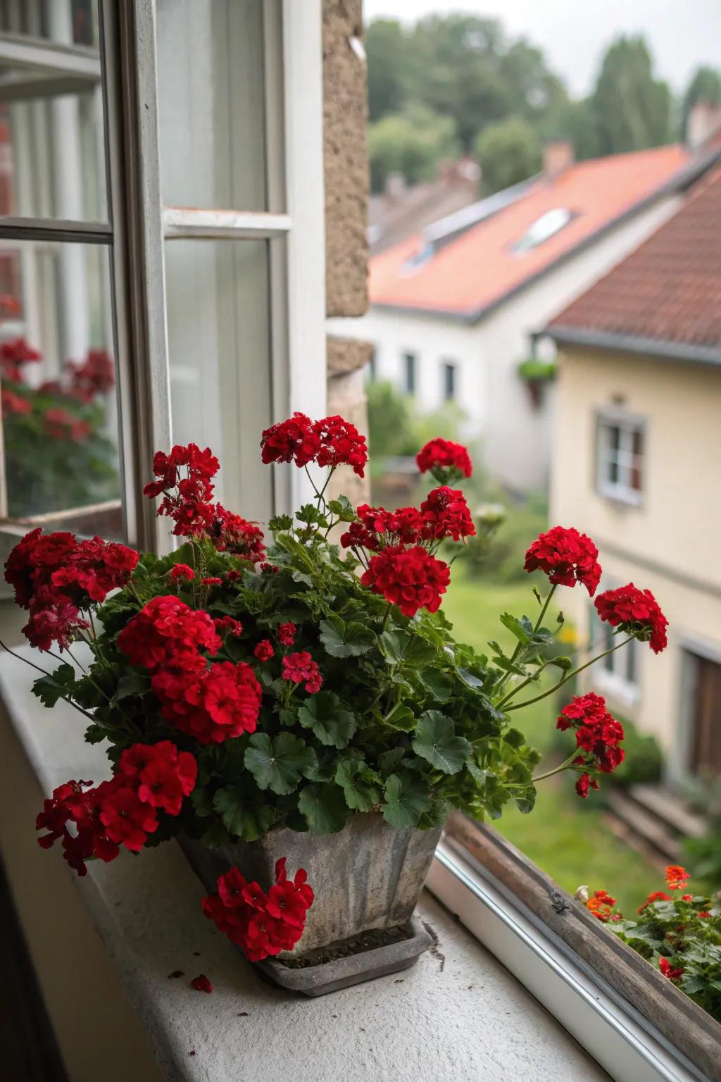 Passionate rubies featuring deep geraniums.
